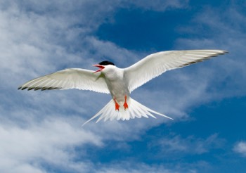   - Arctic Tern 