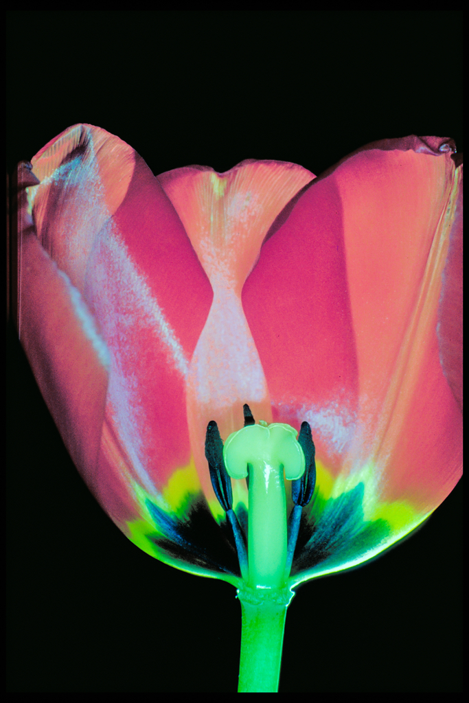 Inside A Red Tulip.jpg