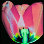 Inside A Red Tulip.jpg