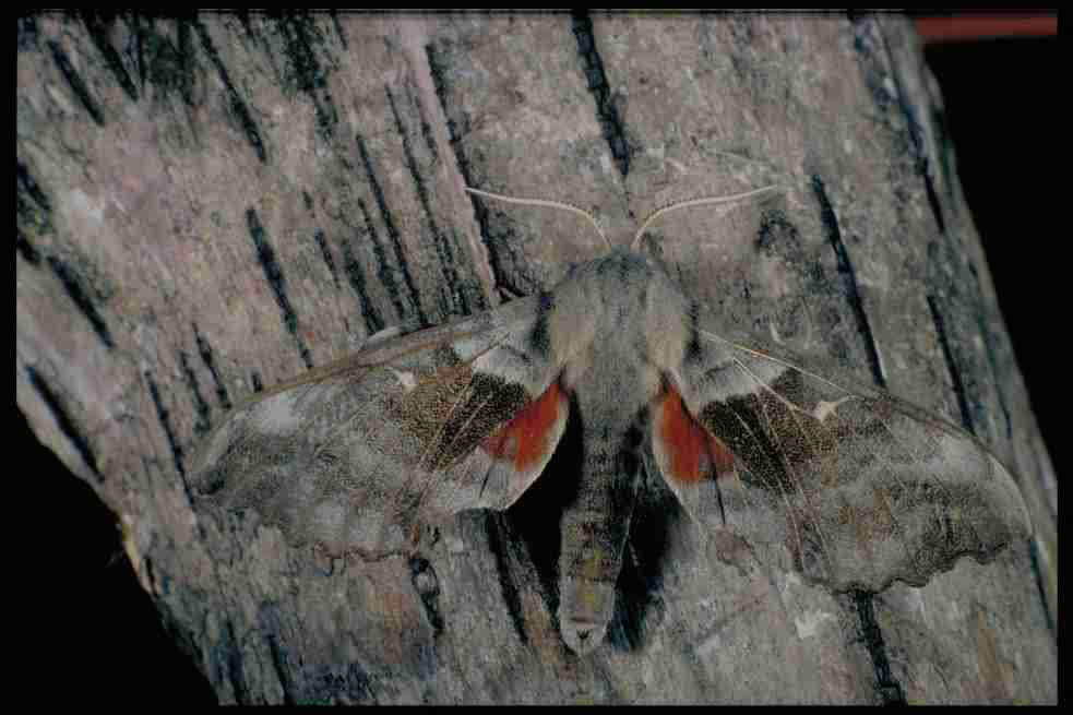 Poplar Hawk Moth .jpg