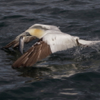 Gannet With Mackerel Catch.JPG