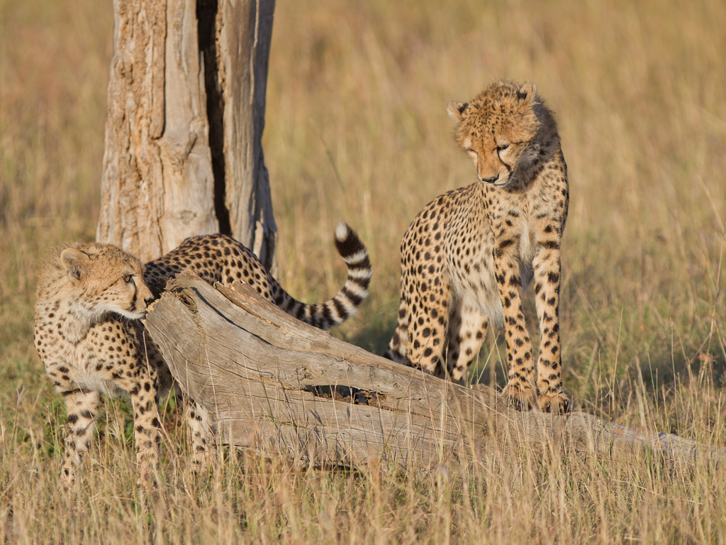 Cheetah Cubs at Play .JPG