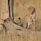 Cheetah Cubs at Play .JPG