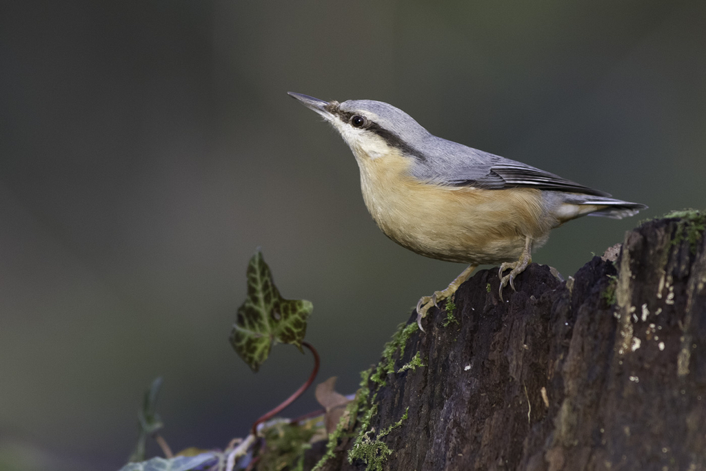 12_DP1079_NuthatchPoised.jpg