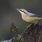 12_DP1079_NuthatchPoised.jpg