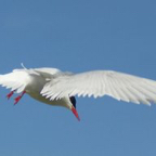 1 tern from side and back 2 3-2.jpg