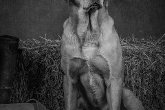 d0188323-bfec-48d3-96f2-7daabc9a9ffe-original-1