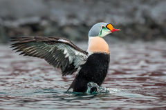 King-Elder-Duck-1