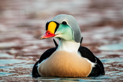 King-Elder-Duck-2