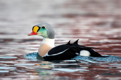 King-Elder-Duck-3