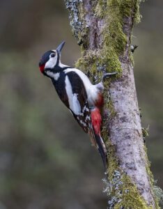 Great Spotted Woodpecker